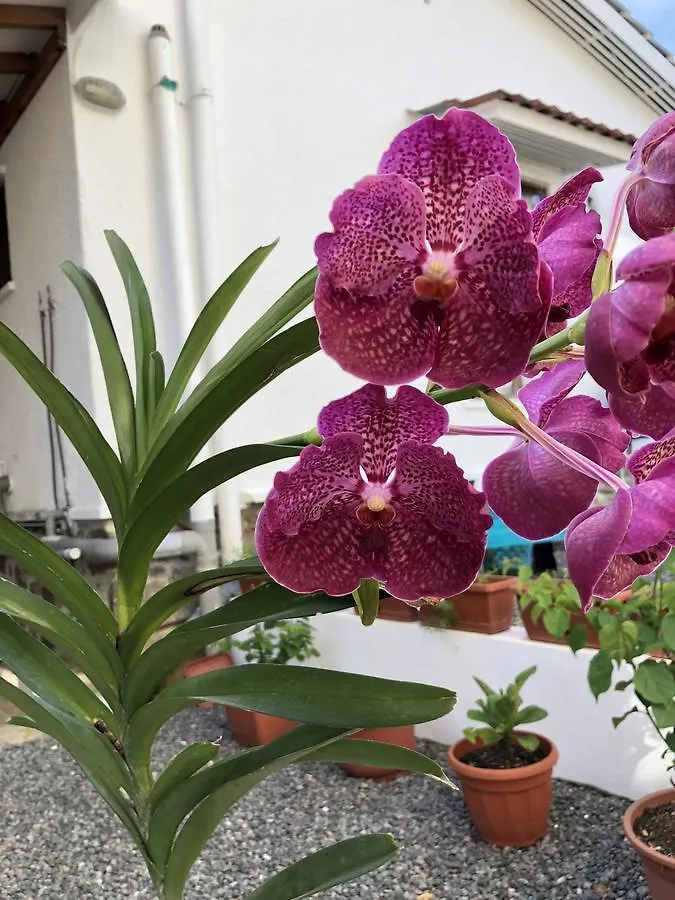 Flower Garden Self-Catering Apartments Victoria Seychelles