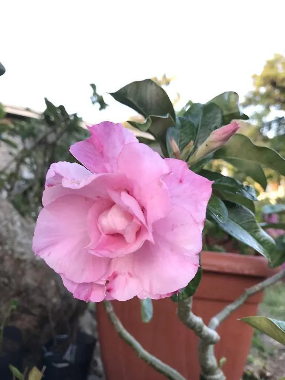 Flower Garden Self-Catering Apartments Victoria